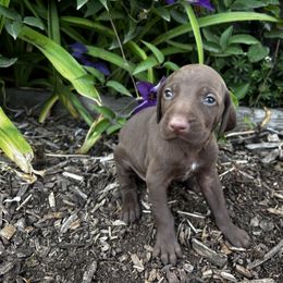 German Shorthaired Pointer Puppies from Justin Anderson