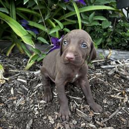 German Shorthaired Pointer Puppies from Justin Anderson