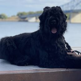 Maya - Black Russian Terrier