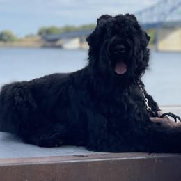Maya - Black Russian Terrier