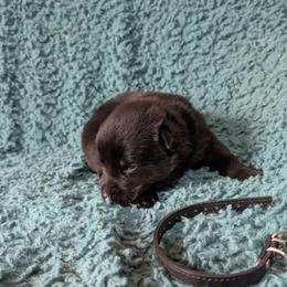 Black - Black male German Shepherd puppy in Motley, Minnesota from Von Thomson Haus