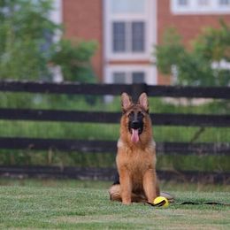 German Shepherd Puppies from Blauen Bergen