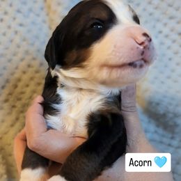 Acorn - Tri-color male Bernedoodle puppy in Shiloh, Georgia from Doodle Mountain