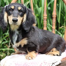 Jenny - Black and cream female Dachshund puppy in Wakarusa, Indiana from PuppyLove Dachshunds