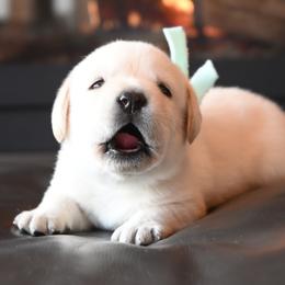 Mr. Mint Stormi-Bosley - Yellow male Labrador Retriever puppy in Pasco, Washington from ROCK CREEK LABRADORS
