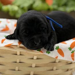 Blue - Black male Labrador Retriever puppy in Heath Springs, South Carolina from Rich Hill Retrievers
