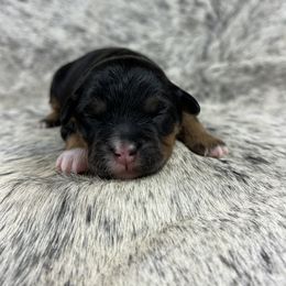 Girl 4 - Black tri-color female Aussiedoodle puppy in Dysart, Iowa from Graceful Acres