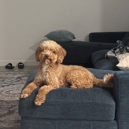 Ginger - Goldendoodle