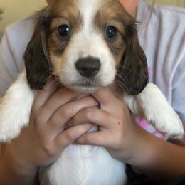 Girl 2 - Piebald female Dachshund puppy in Allenhurst, Georgia from B’s Dapper Dachshunds