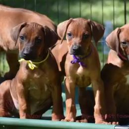 Cane Corso and Rhodesian Ridgeback Puppies from Diamondcrest Farms Inc
