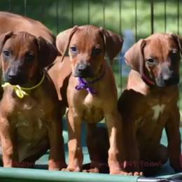 Cane Corso and Rhodesian Ridgeback Puppies from Diamondcrest Farms Inc