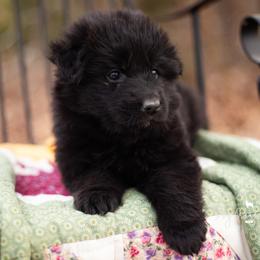 Aurora - Black female German Shepherd puppy in Pomona, Missouri from Dry Creek Puppies, LLC
