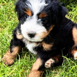 Lily - Tri-color female Bernedoodle puppy in Saint Francis, Kansas from Land of Oz Doodles