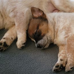 Australian Cattle Dog Puppies from Miller Australian Cattle Dogs