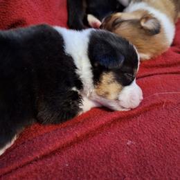 Sharkey - Black and tan male Pembroke Welsh Corgi puppy in Purcellville, Virginia from Rhone River Farm Pembroke Welsh Corgis