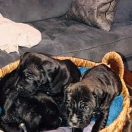 Cane Corso Puppies from Forever Strong kennel