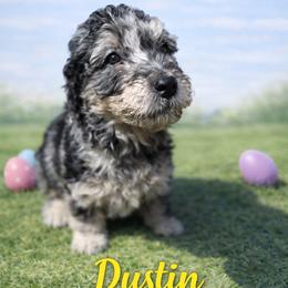 Dustin Henderson - Blue merle male Bernedoodle puppy in Bennett, Colorado from Darling Paws, LLC