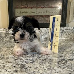 Nathan - Parti male Yorkshire Terrier puppy in Rochester, New York from Tnt Yorkies and Cosmic corgis