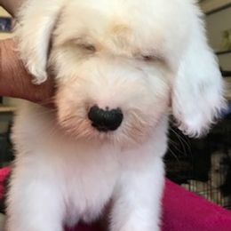 Old English Sheepdog Puppies from Bizzeeboots OES
