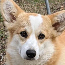 Penny - Pembroke Welsh Corgi
