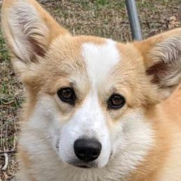 Penny - Pembroke Welsh Corgi