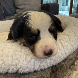 Luna - Black tri female Miniature American Shepherd puppy in Ballico, California from SierraVu Minis