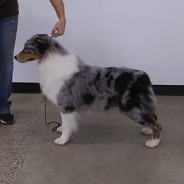River - Australian Shepherd
