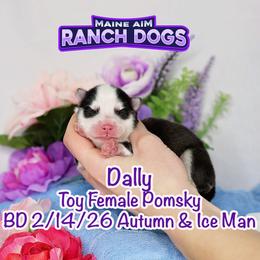 Dally - Black and white female Pomsky puppy in Humeston, Iowa from M.A.R. Dogs