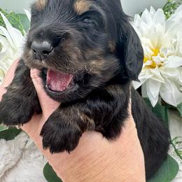 Farron - Black and tan male Dachshund puppy in Exeter, California from Sawtooth Miniature Dachshunds