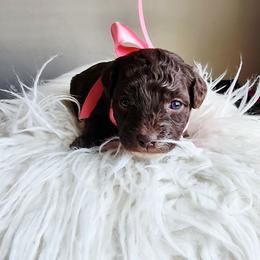 Girl 2 - Chocolate female Cavapoo puppy in Junction, Utah from City Creek Cavapoos