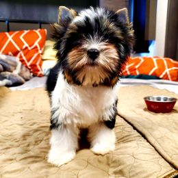 Yorkshire Terrier Puppies from Pixieland Yorkshire Terriers