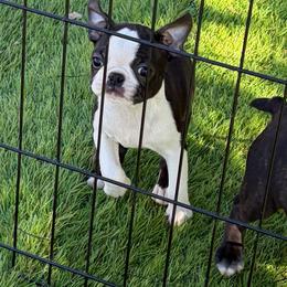Tami - Black brindle and white female Boston Terrier puppy in Fillmore, Illinois from Wind Hill Puppies