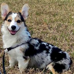 Winter - American Corgi