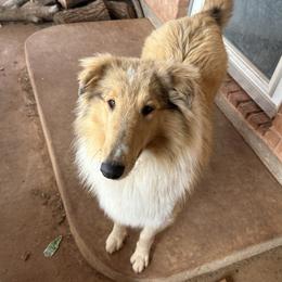 Bluebelle - Collie