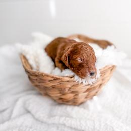 Crimson - Red  female Goldendoodle puppy in Greencastle, Indiana from Willow & Co.