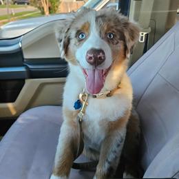 Australian Shepherd All Grown Up from Flowertown Aussies