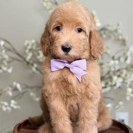 Pandora - Apricot female Goldendoodle puppy in Yuciapa, California from AlltheDoodlez_