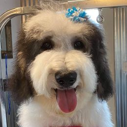 Bernedoodles, Goldendoodles, Poodles, and Sheepadoodles from Lindy’s Doodles