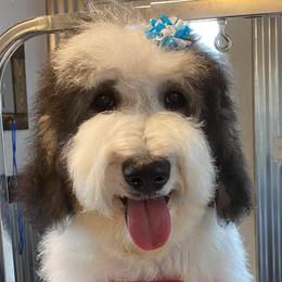 Bernedoodles, Goldendoodles, Poodles, and Sheepadoodles from Lindy’s Doodles