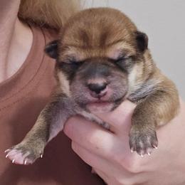 Satoshi - Red male Shiba Inu puppy in Marianna, Florida from Diwasou