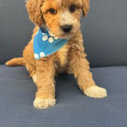 Salem - Apricot male Maltipoo puppy in Lancaster, Kentucky from Dream Paws Puppies, LLC