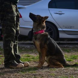 German Shepherd puppies from Vom Wolff