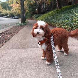 Stella Star - Goldendoodle