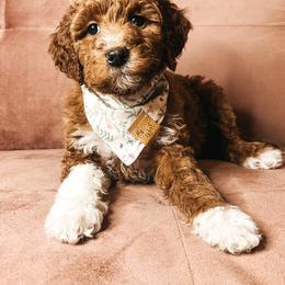 Goldendoodle Puppies from The Doting Doodle