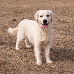 Hannah - Golden Retriever
