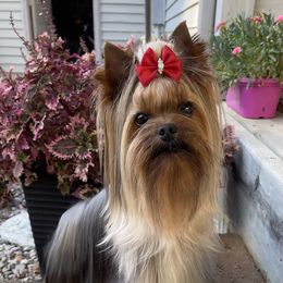 Obi - Yorkshire Terrier