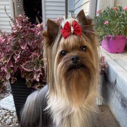 Obi - Yorkshire Terrier