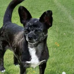 Polly - Chihuahua