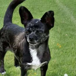 Polly - Chihuahua