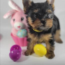 Yellow collar girl - Black and tan female Yorkshire Terrier puppy in Jacksonville, Florida from Yorkieology